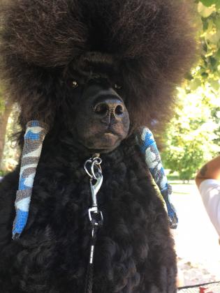 Black medium poodle