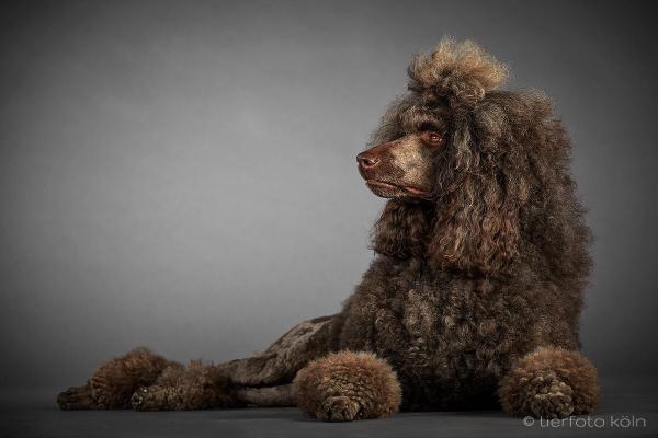 Jacom Ave Meeganius Standard Poodle brown