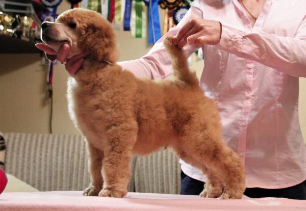 Standard poodle fawn male puppies
