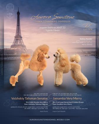 Standard poodle fawn male puppies