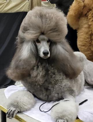 Seransil Standard Poodles