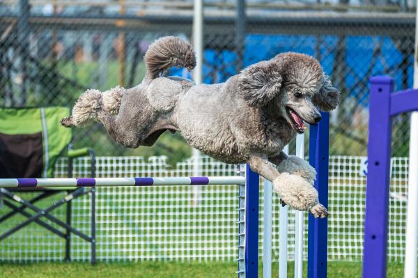 Seransil Standard Poodles