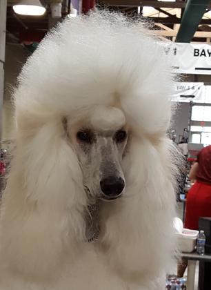 Seransil Standard Poodles