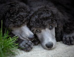 Seransil Standard Poodles